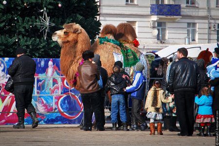 В Татарстане появилась верблюжья ферма